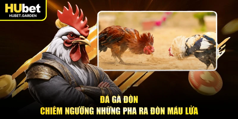 Đá gà đòn - Chiêm ngưỡng những pha ra đòn máu lửa